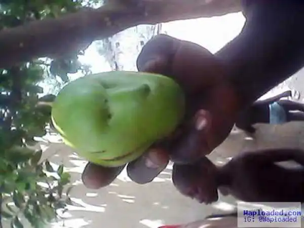 A Mango With ‘Human Face’ Seen In Nasarawa State (See Photo)